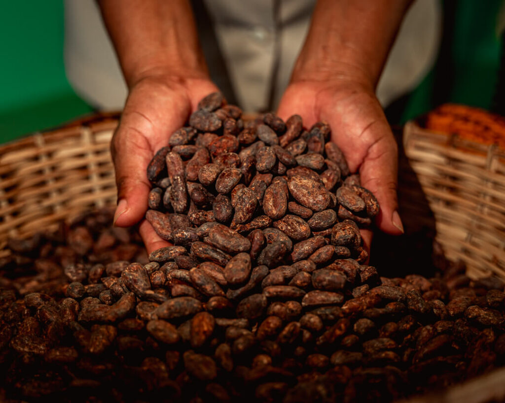 Cacao, Ajaw