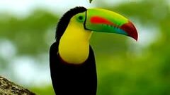 Fall in Love with Belize: The Heartbeat of the Caribbean and Central America